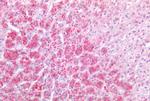 FAP Antibody in Immunohistochemistry (Paraffin) (IHC (P))
