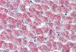 GPR126 Antibody in Immunohistochemistry (Paraffin) (IHC (P))