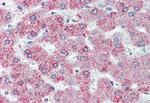 GPR146 Antibody in Immunohistochemistry (Paraffin) (IHC (P))