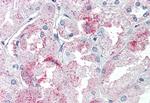 GPR146 Antibody in Immunohistochemistry (Paraffin) (IHC (P))