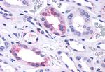 GPR146 Antibody in Immunohistochemistry (Paraffin) (IHC (P))
