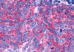 GPR146 Antibody in Immunohistochemistry (Paraffin) (IHC (P))