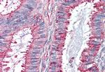 GPR27 Antibody in Immunohistochemistry (Paraffin) (IHC (P))
