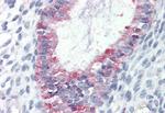 GPR27 Antibody in Immunohistochemistry (Paraffin) (IHC (P))