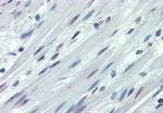 ITGA3 Polyclonal Antibody