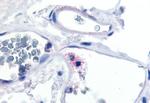 CD11c Antibody in Immunohistochemistry (Paraffin) (IHC (P))