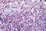 CD11c Antibody in Immunohistochemistry (Paraffin) (IHC (P))