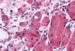 MLEC Antibody in Immunohistochemistry (Paraffin) (IHC (P))