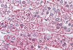 MRGPRF Antibody in Immunohistochemistry (Paraffin) (IHC (P))