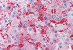MUC13 Antibody in Immunohistochemistry (Paraffin) (IHC (P))
