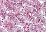 NTSR2 Antibody in Immunohistochemistry (Paraffin) (IHC (P))