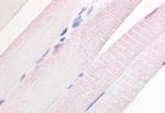 PDE7A Antibody in Immunohistochemistry (Paraffin) (IHC (P))