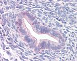 Prominin 2 Antibody in Immunohistochemistry (Paraffin) (IHC (P))