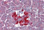 TAAR8 Antibody in Immunohistochemistry (Paraffin) (IHC (P))