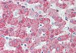 TAOK1 Antibody in Immunohistochemistry (Paraffin) (IHC (P))