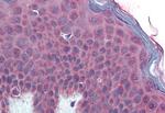 TM9SF3 Antibody in Immunohistochemistry (Paraffin) (IHC (P))