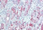 TSPAN13 Antibody in Immunohistochemistry (Paraffin) (IHC (P))