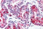 WNT5B Antibody in Immunohistochemistry (Paraffin) (IHC (P))