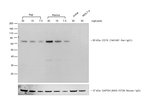 F(ab')2-Rabbit anti-Rat IgG (H+L) Secondary Antibody, HRP