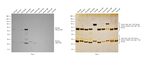 Rat IgG (H+L) Secondary Antibody in Western Blot (WB)