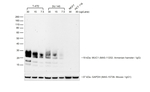 Goat anti-Syrian/Armenian Hamster IgG (H+L) Cross-Adsorbed Secondary Antibody, HRP