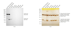 Syrian/Armenian Hamster IgG (H+L) Cross-Adsorbed Secondary Antibody in Western Blot (WB)