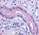 AVPR2 Antibody in Immunohistochemistry (Paraffin) (IHC (P))