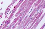 CCR11 Antibody in Immunohistochemistry (Paraffin) (IHC (P))