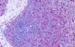CCR11 Antibody in Immunohistochemistry (Paraffin) (IHC (P))