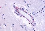 CHRM5 Antibody in Immunohistochemistry (Paraffin) (IHC (P))
