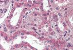 DPP10 Antibody in Immunohistochemistry (Paraffin) (IHC (P))