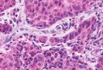 F4/80 Antibody in Immunohistochemistry (Paraffin) (IHC (P))