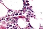 F4/80 Antibody in Immunohistochemistry (Paraffin) (IHC (P))