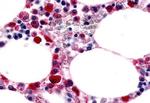F4/80 Antibody in Immunohistochemistry (Paraffin) (IHC (P))