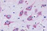 EMR3 Antibody in Immunohistochemistry (Paraffin) (IHC (P))