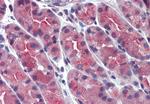 ERP44 Antibody in Immunohistochemistry (Paraffin) (IHC (P))