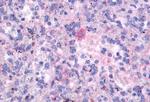 FPR3 Antibody in Immunohistochemistry (Paraffin) (IHC (P))