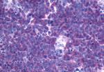 FPR3 Polyclonal Antibody