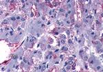 GPR108 Antibody in Immunohistochemistry (Paraffin) (IHC (P))