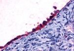 GPR108 Antibody in Immunohistochemistry (Paraffin) (IHC (P))