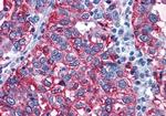 GPR108 Antibody in Immunohistochemistry (Paraffin) (IHC (P))