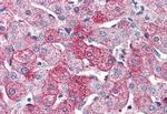 GPR126 Antibody in Immunohistochemistry (Paraffin) (IHC (P))
