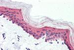 GPR126 Antibody in Immunohistochemistry (Paraffin) (IHC (P))