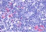 GPR137 Polyclonal Antibody