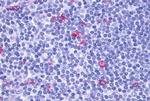 GPR137 Antibody in Immunohistochemistry (Paraffin) (IHC (P))