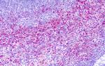 GPR137 Antibody in Immunohistochemistry (Paraffin) (IHC (P))