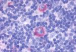 GPR137 Antibody in Immunohistochemistry (Paraffin) (IHC (P))