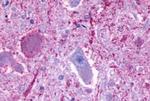 GPR137 Antibody in Immunohistochemistry (Paraffin) (IHC (P))