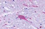 GPR137B Antibody in Immunohistochemistry (Paraffin) (IHC (P))