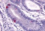 GPR148 Antibody in Immunohistochemistry (Paraffin) (IHC (P))